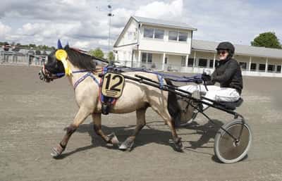 Inlägg 22 av Shetlandsponny med titeln Ponnytrav 