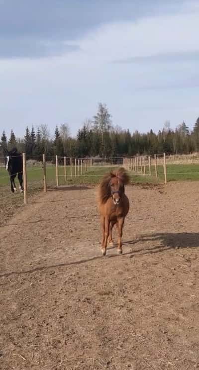 Kaos Topnotch Candyfloss