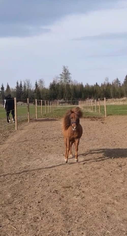 Bild av Vacker Amerikansk Miniatyrhäst!