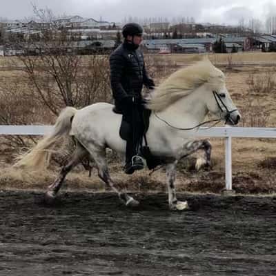 Freyþór frá Mosfellsbæ