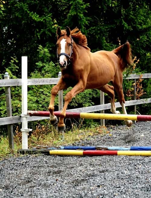 Bild av Joinville e. Janeiro de Bieville f.2024 hopp/fälttävlan