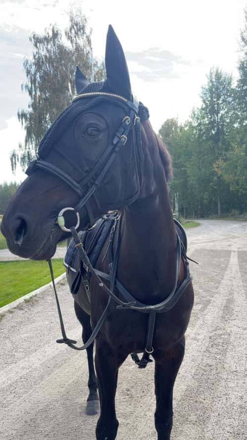 Bild av Sockersött sto