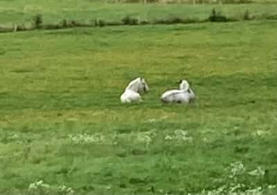 Inlägg 10 av Pura Raza Espanola med titeln Skönt att vila ute i sommarhagen ❤️