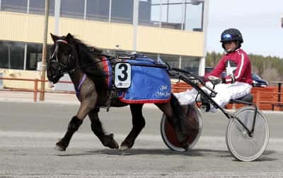 Inlägg 78 av Ponnytrav med titeln Kval