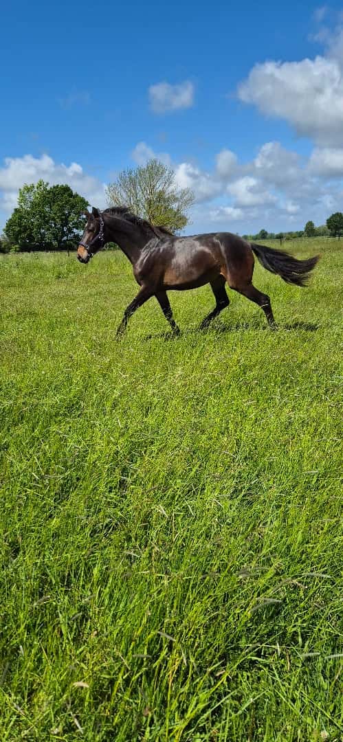 Bild av En bästa vän!
