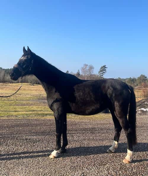 Bild av Avelssto med toppstam