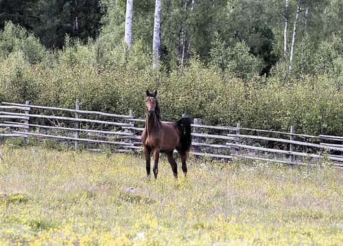 Bild av Hoppstammad tvååring