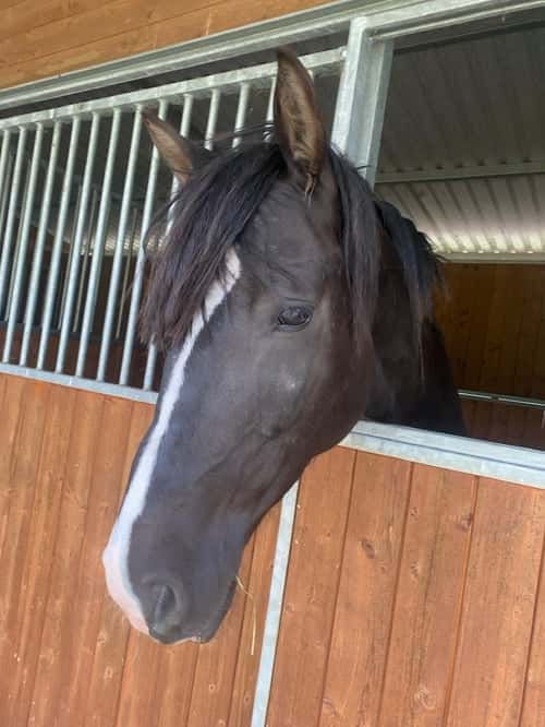 Bild av NORDENS TULA