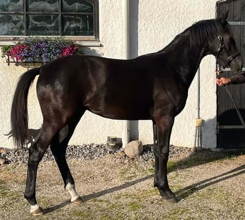 Bild av Avelssto med toppstam