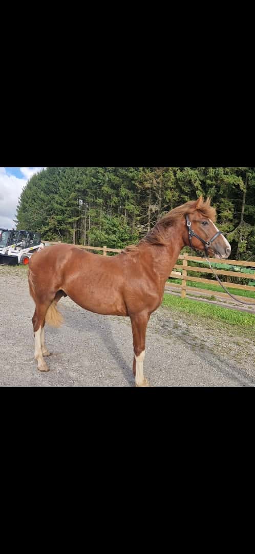 Bild av ⭐️ Gyllens Alpha ⭐️