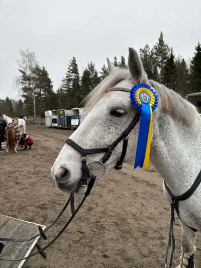 Inlägg 16 av Connemara