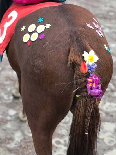 Inlägg 16 av Allround med titeln Pyntad ponny