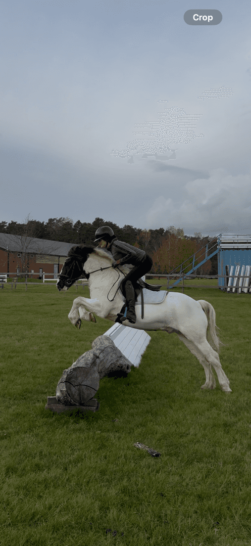 Bild av Buddy, personlig c-ponny med stort hjärta