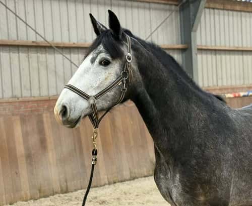 Bild av Snygg valack med utmärkt hoppteknik