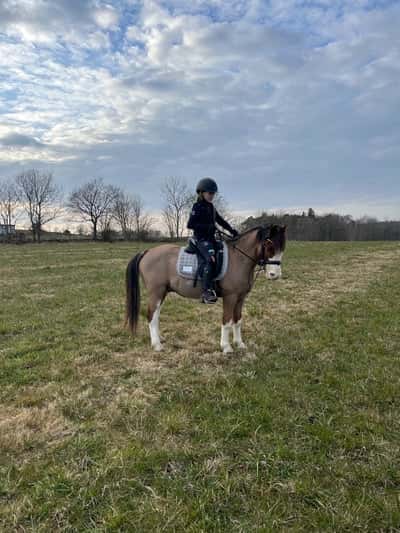 Inlägg 70 av Allround med titeln Finaste harlekin🌺