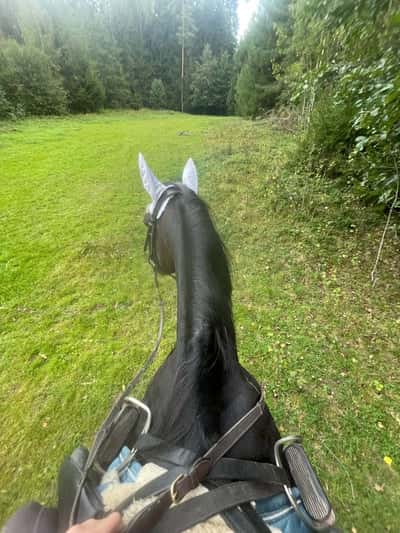 Post 22 of Warmblood Trotter with title Astalia igår❤️ gick super super bra❤️ hon fick pröva sin vita huva också! 