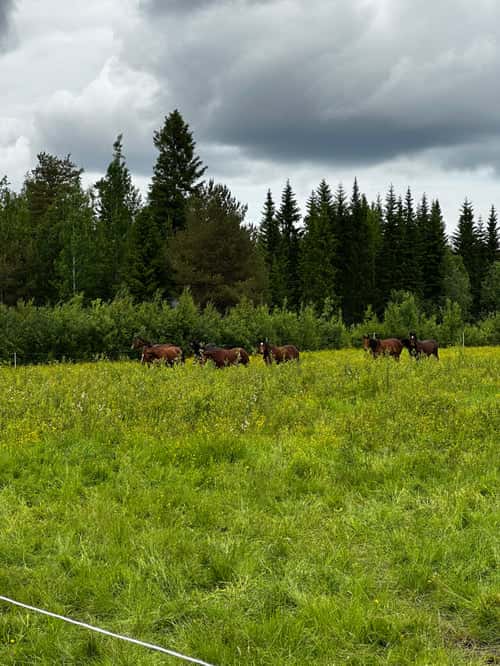 Bild av Modigt, snabbt och vänligt sto