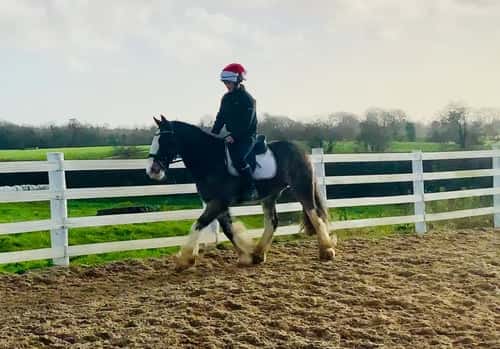 Bild av Charles – trygg, snäll och genuin valack!