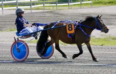 Inlägg 17 av Shetlandsponny med titeln Ponnytrav 