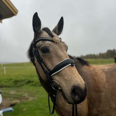 Caherlistrane Dun Dandy