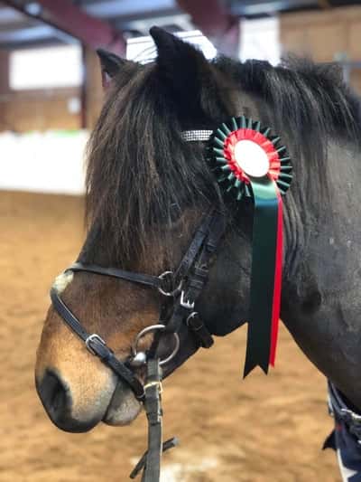 Inlägg 32 av Ponnytrav med titeln Klubbtävling 