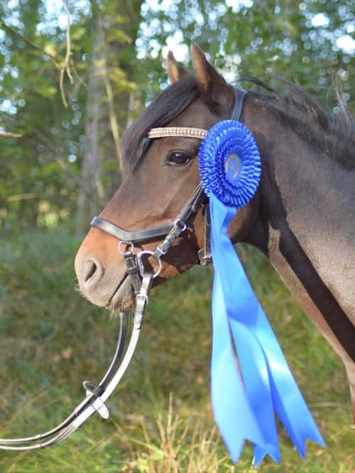 Bild av Framtida mästerskapsponny🌟