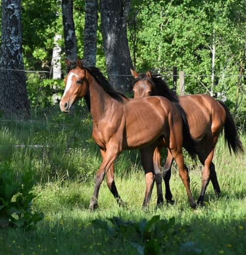 Bild av Nyfiken och socialt sto