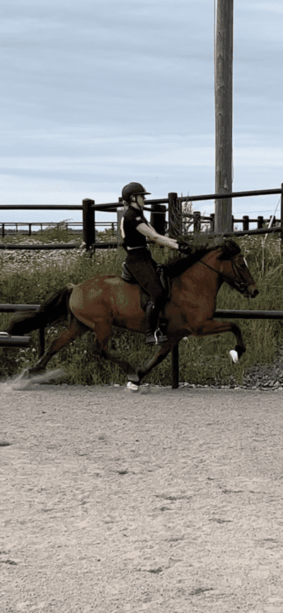 Inlägg 31 av Island