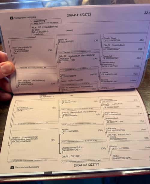 Bild av Lovande 3-årig dressyrsto – Sir Elton x San Amour