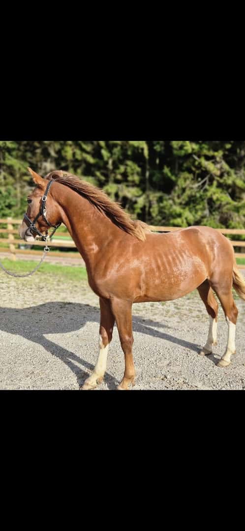 Bild av ⭐️ Gyllens Alpha ⭐️