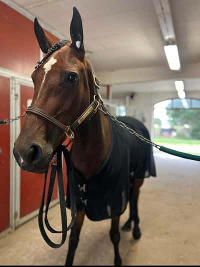 Post 6 of Warmblood Trotter with title Dags för tävling i Lindesberg