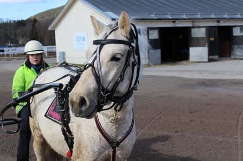 Bild av Toppstammad Allround ponny