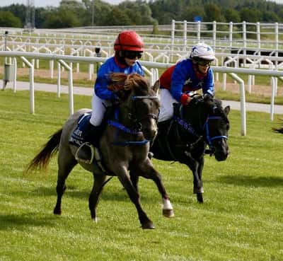 Inlägg 6 av Welsh Mountain med titeln Ponnygalopp 