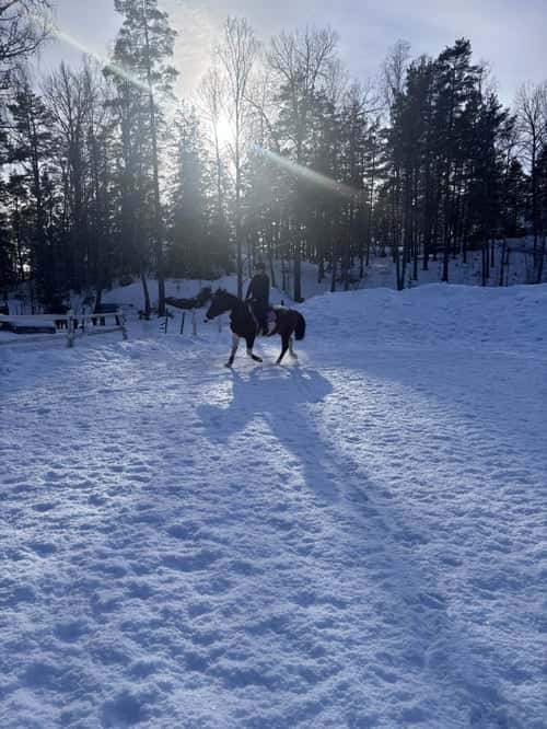 Bild av Söker medryttarhäst!🐴