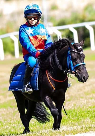 Inlägg 24 av Galopp med titeln Tazz