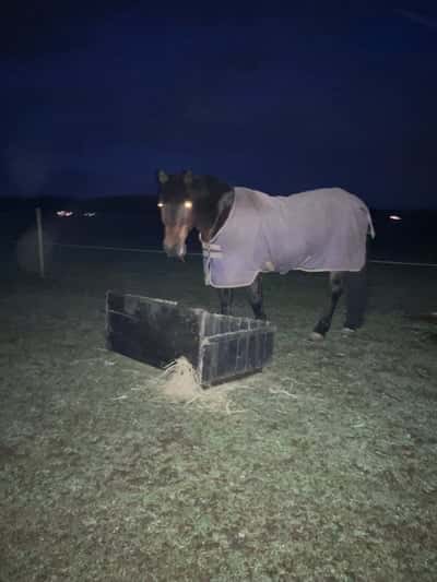 Inlägg 13 av Okänd Ras med titeln Mörkt i stallet…😬