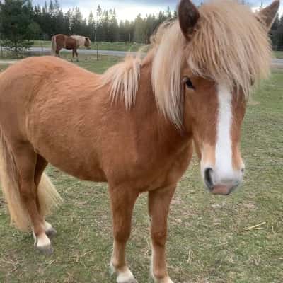 Snotra från Kullänga