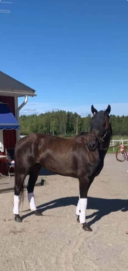 Bild av Sockersött sto