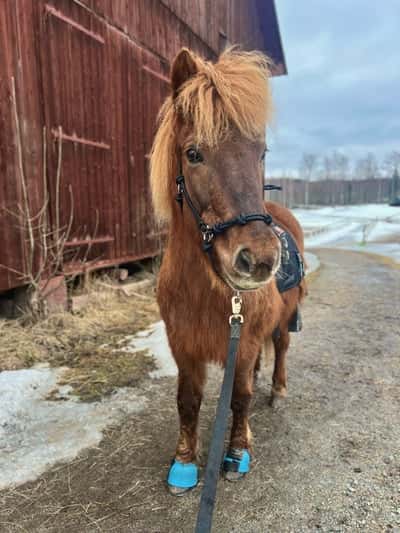 Inlägg 28 av Island med titeln equiband 