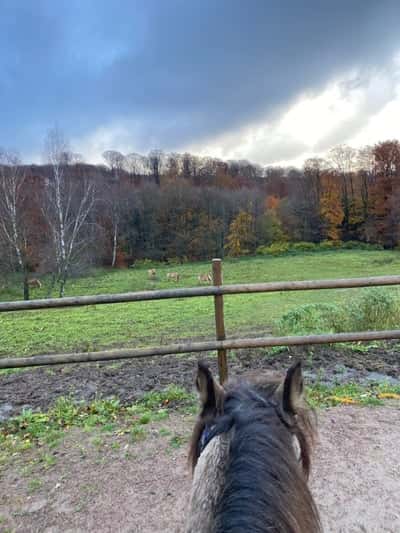 Inlägg 34 av Allround med titeln favorit öronen att sitta bakom❤️