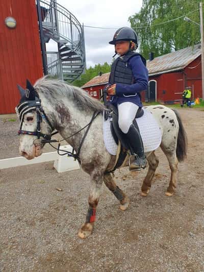 Inlägg 21 av Korsningsponny med titeln Hopptävling 