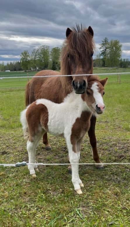 Bild av Vacker Amerikansk Miniatyrhäst!