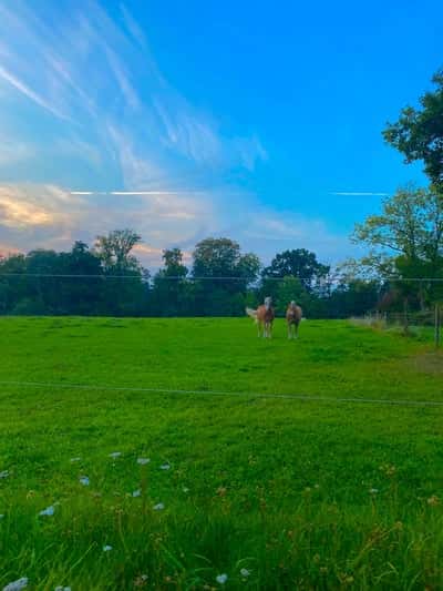 Inlägg 15 av Hunting med titeln bild på elitzia och merlin från den 29/9-23✨