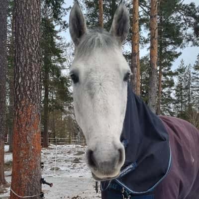 Munsboro Silverheels