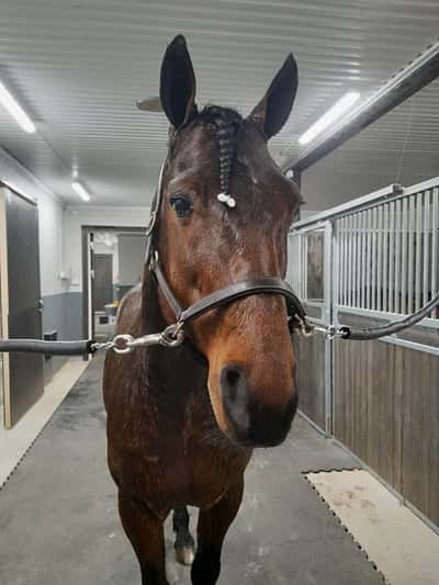 Post 14 of Warmblood Trotter with title Avel