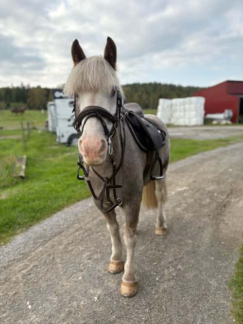 Bild av Världens snällaste B-ponny söker sitt nya hem!