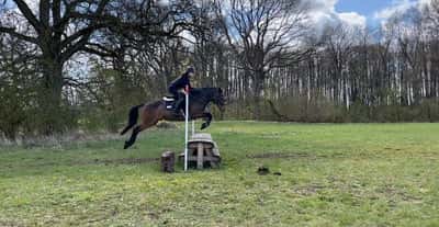 Inlägg 18 av Fälttävlan med titeln Min fantastiska kille!!❤️