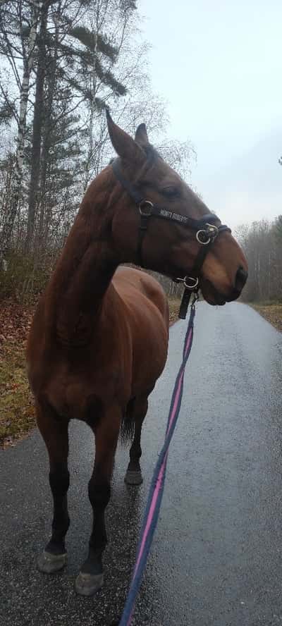 Post 18 of Para Equestrian with title Nya utmaningar 