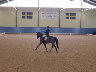Inlägg 41 av Dressyr med titeln Fei-debuten