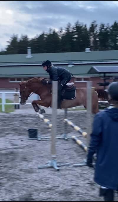 Inlägg 15 av Morganhäst med titeln Igår lånade jag ut min ryttare till en mindre kompis👍🏻